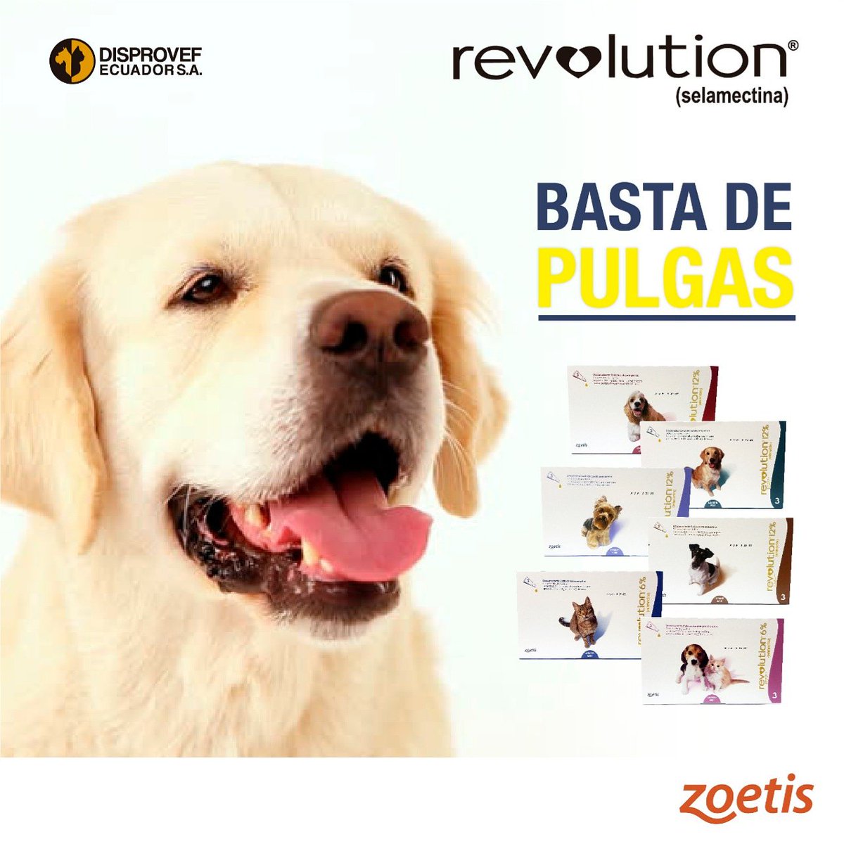 disprovefec's tweet photo. ¡Todos libres de pulgas con Revolution®! 🐕🐈
Medicamento de aplicación tópica que protege a perros y gatos de la infestación de pulgas a partir de las 6 semanas de vida. 
>> Consulta con tu Médico Veterinario👨‍⚕👩‍⚕
#cuidadodemimascota #veterinario #revolution #Disprovef https://t.co/llhOZVl3Pm