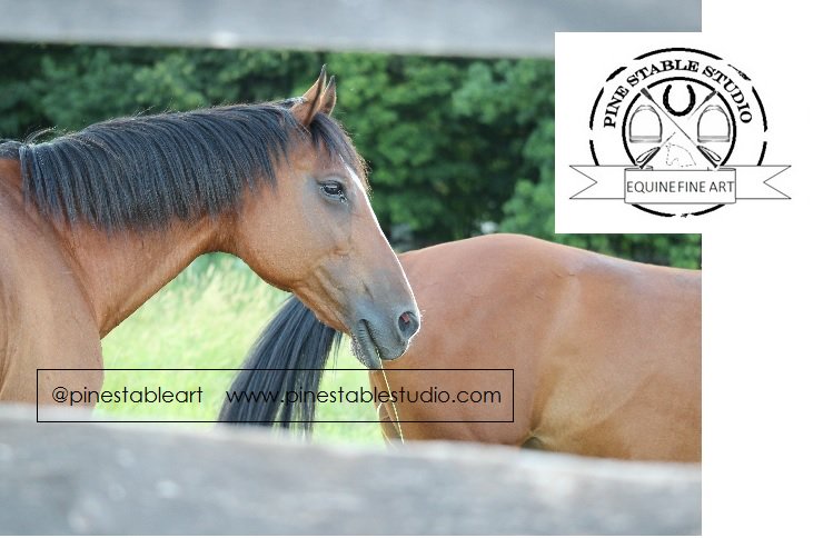 Monitor your horse’s skin. Chronic skin problems=weakened immune system. #horses #equestrians #equines #horsehour