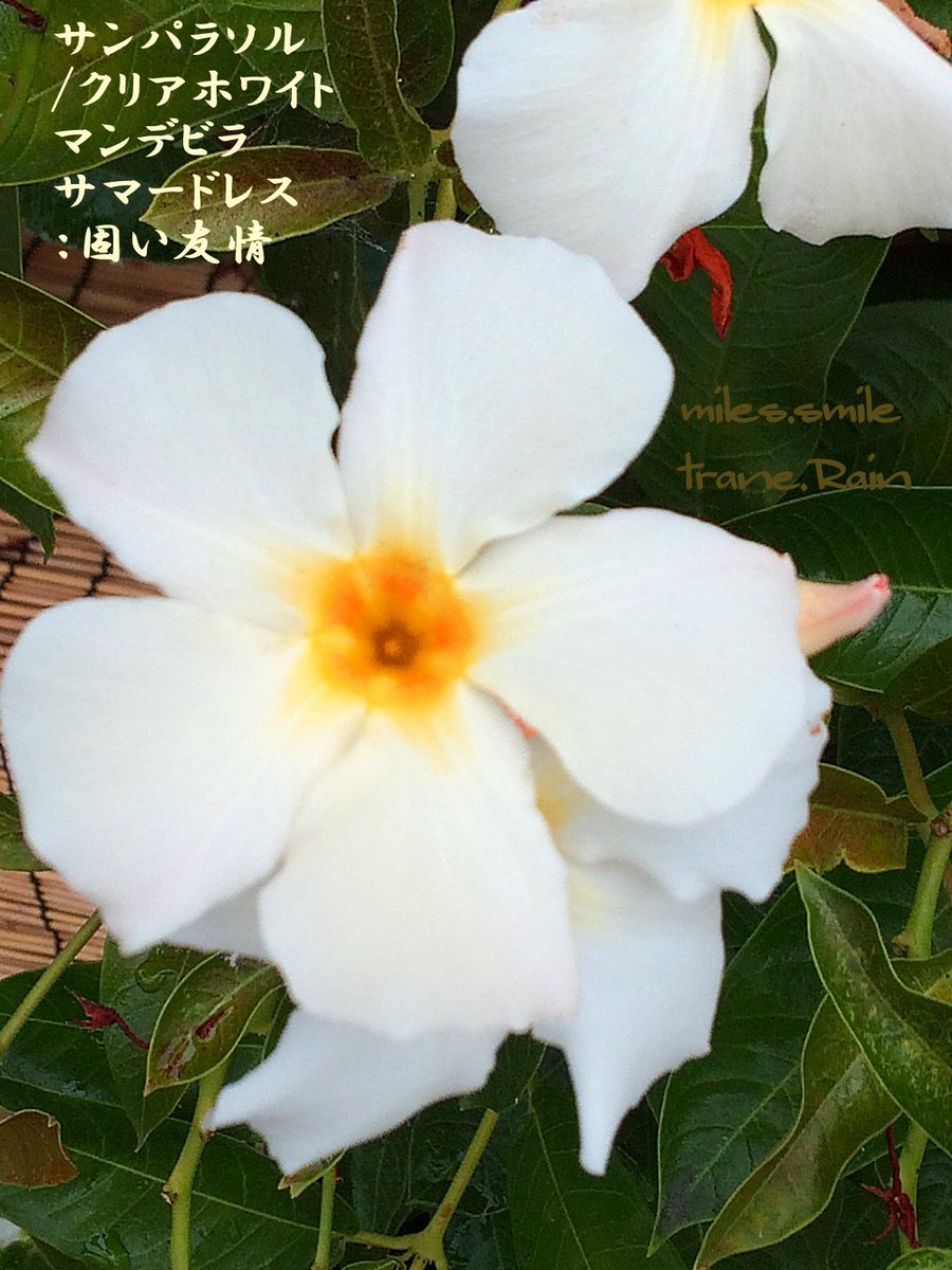 Miles スマイル 事情により休止 あさのいろ おはよう サンパラソル 固い友情 キョウチクトウ科マンデビラ属 サントリーが開発の品種 別名 マンデビラ デプラデニア サマードレス 外の日なた水控え目 土の表面が乾いていたら水を 寒さに弱い 越冬は