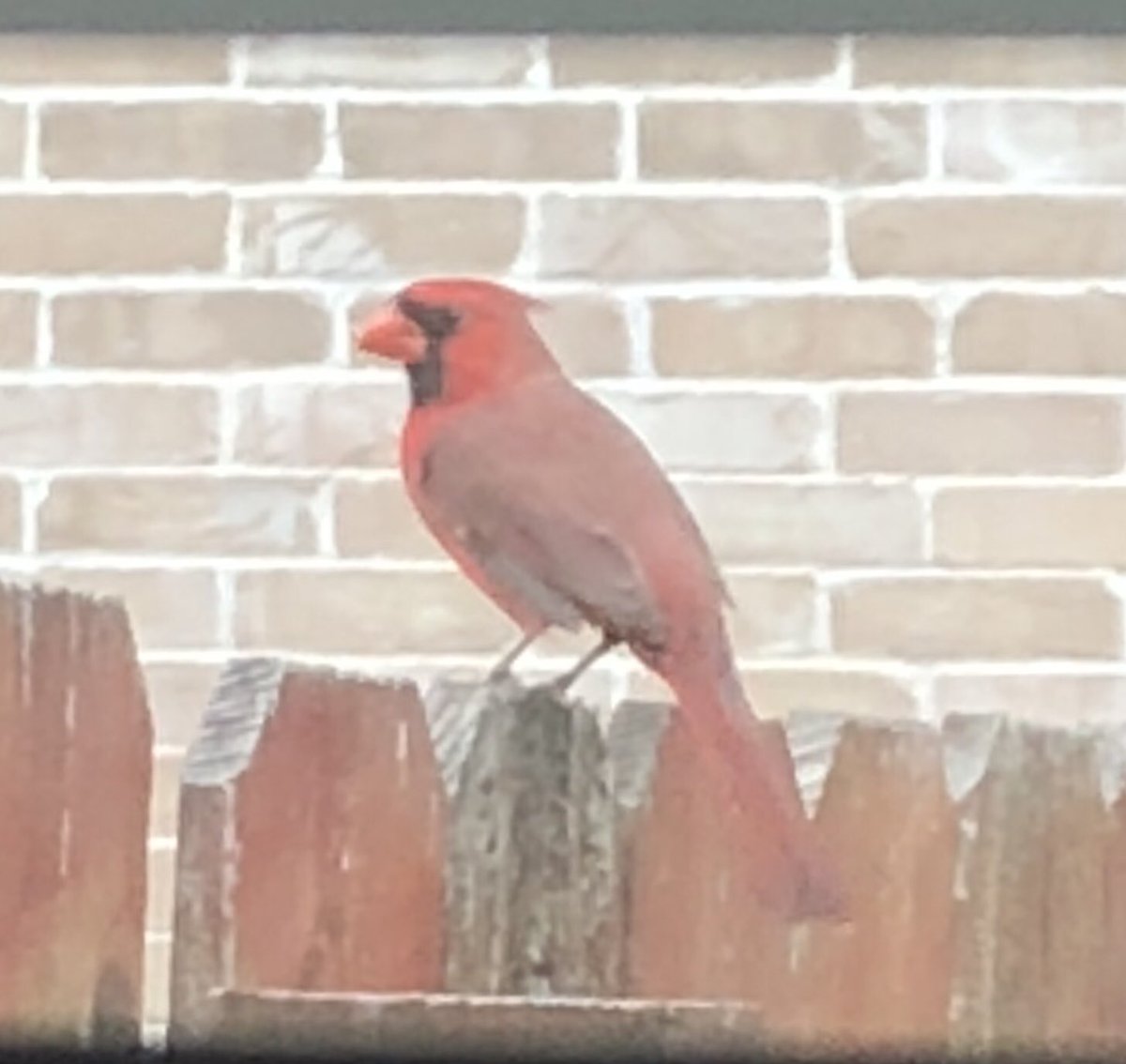 omarq721's tweet photo. Will this adorable birdie should up yesterday and likes to hangout outside our bedroom window. It finally let me take a picture of it! https://t.co/aVseUqv52Q