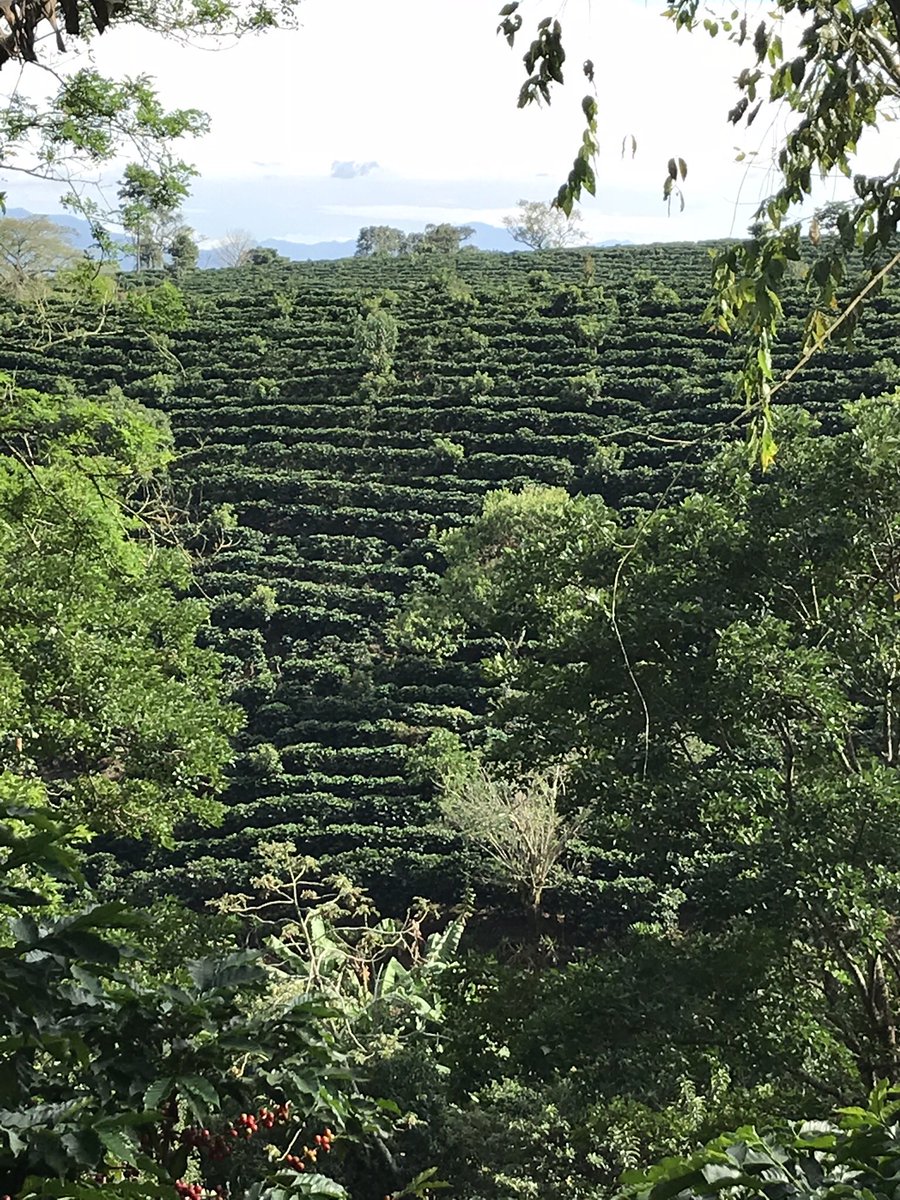 CapitalCoffeeNL's tweet photo. Happy International Coffee Day to all the coffee fanatics out there! Take me back to Costa Rica! https://t.co/4V1QPMm9vM