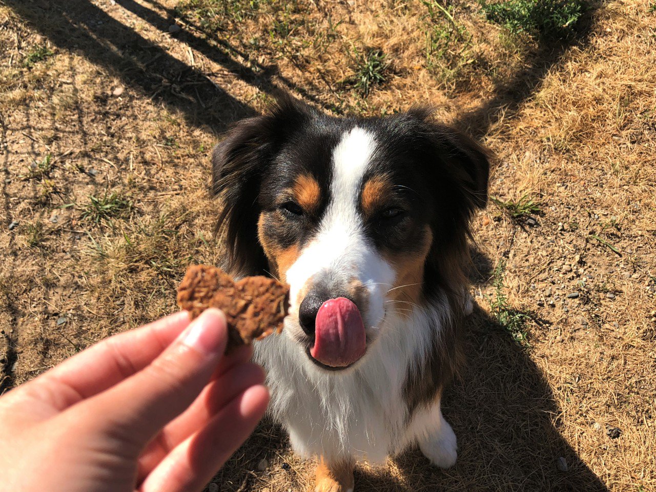 Are Hops Safe Around Dogs