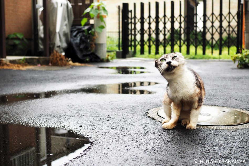 柳家権之助 本日の猫さん 台風一過 猫 ねこ ネコ Act
