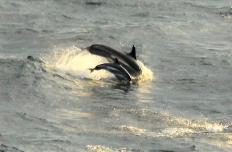 ORCA tweet media