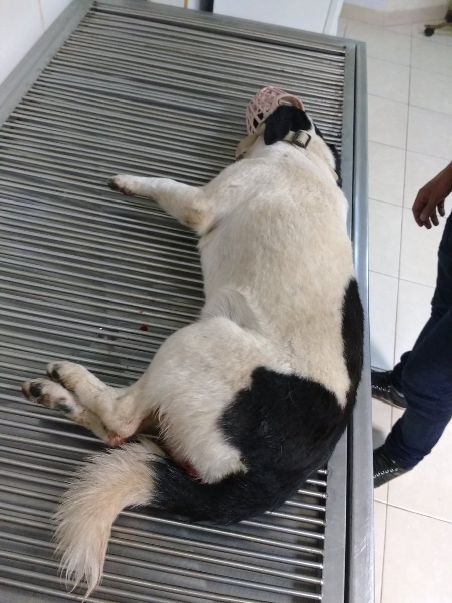 GomezZaldi's tweet photo. Favor compartir. A esta princesa le encontré en Eusebio Ayala y Boggiani. Ahora estamos con el vete porque un sujeto le agarró la cadera con su auto. Así que si sus dueños le buscan por favor comuníquense conmigo. https://t.co/Kn0UCf3aCH