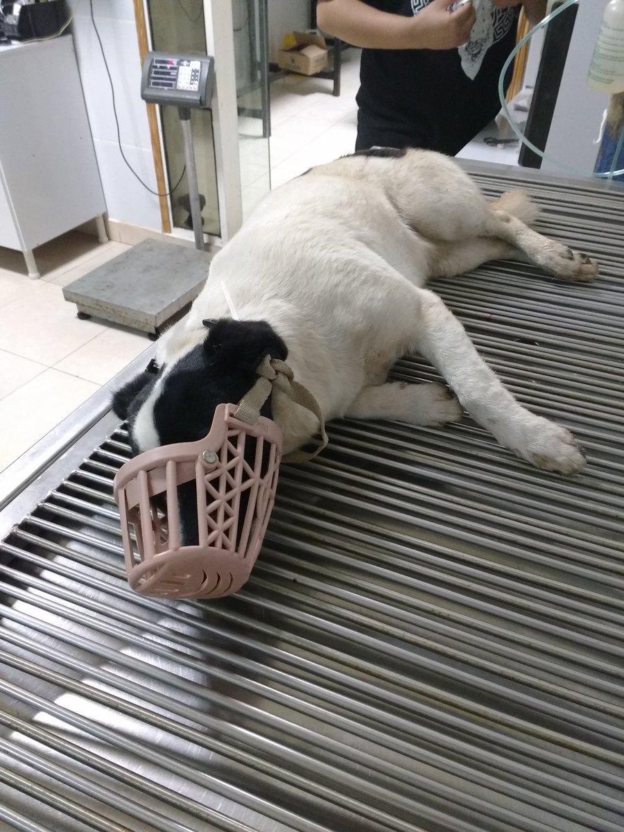 GomezZaldi's tweet photo. Favor compartir. A esta princesa le encontré en Eusebio Ayala y Boggiani. Ahora estamos con el vete porque un sujeto le agarró la cadera con su auto. Así que si sus dueños le buscan por favor comuníquense conmigo. https://t.co/Kn0UCf3aCH