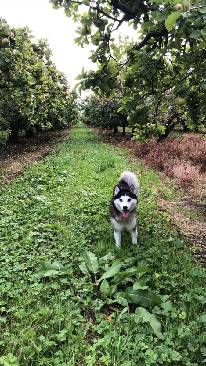 Mark Charles tweet media