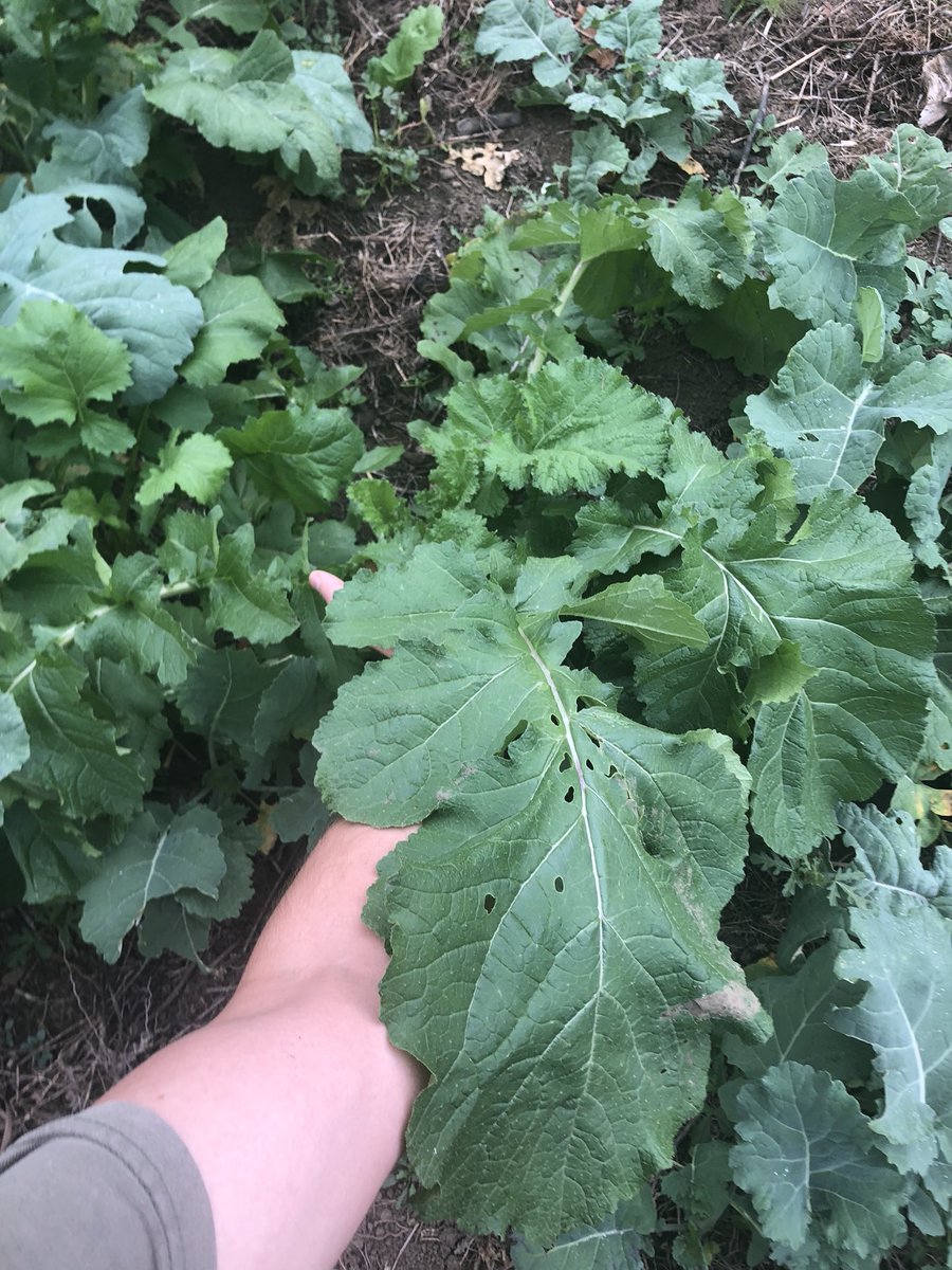 Hunter9David's tweet photo. One word about @AntlerKing honey hole plot and that’s “TONAGE” what an incredible plot! https://t.co/oitoTlVTfW
