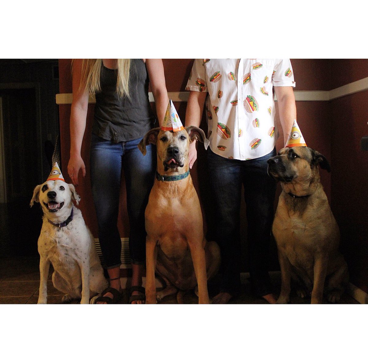 LauraNichols3's tweet photo. Money can buy you a fine dog, but only love can make him wag his tail. Happy birthday Peanut! #pawty #dogbirthday 📸@lizardt_ https://t.co/vnSEpi2MPu