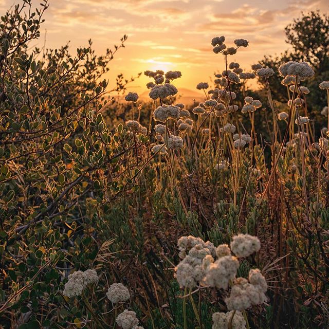 owaves's tweet photo. Make sure to get ahead of your busy Fall schedule this season and plan with the #Owaves app! Happy Fall! #HappyFall #fallseason #oTime #SeizeTheDay #Sunset #Relaxation #Plan2017 #PlanYourDay #BodyClock #DayPlanner #CreateYourDay #WellnessPlanner #yogainspo https://t.co/vVRAUxUjtk https://t.co/11Mas4Tstb