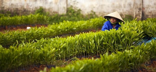 FAOForestry's tweet photo. What are #forest genetic resources and why are they important? #FAO #SFMToolbox module: https://t.co/JRJ27b6u7l https://t.co/QeME6NLHA8