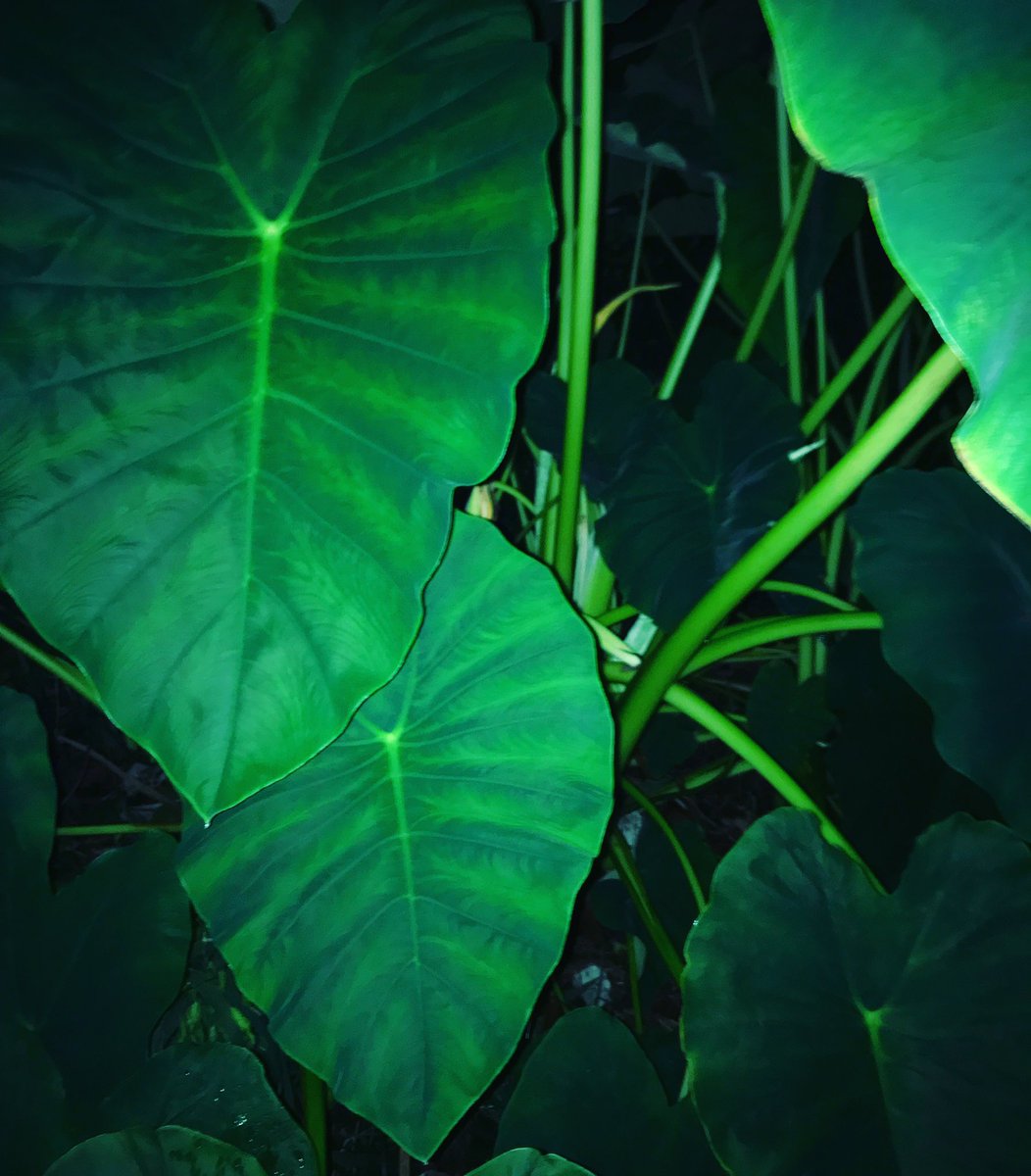 sunrainsunrain's tweet image. Welcome to the jungle of my backyard #elephantear