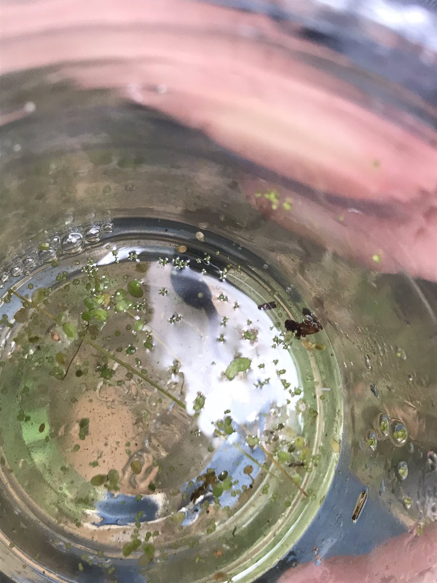 ammoldenhauer's tweet photo. Frog and tadpole hunting at camp last week! #outdoorscience #frogs #nmspolars https://t.co/PEbDomB4JQ