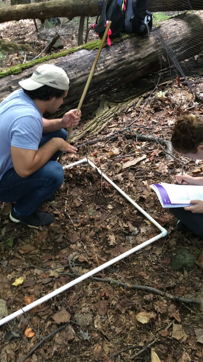 mrr321_ees's tweet photo. Studying the effects of gap dynamics and herbivory on a variety of plant species in the lehigh experimental forest! Soon we will find out if the populationof white tail deer are contributing to mortality rates of certain tree species #ees152 https://t.co/oOE6VLJAPo