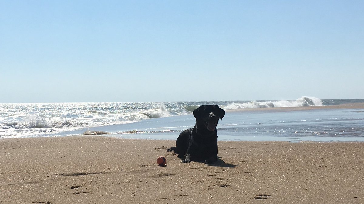 oceancitywaves's tweet photo. Sugar Mag is officially back in her happy place! https://t.co/wzLXPqo8pM