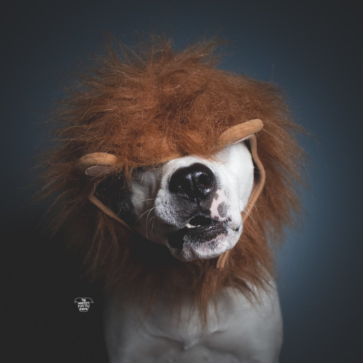 twpyk's tweet photo. When your mom bursts your bubble and tells you that you’re not really a lion, but a really cute dog instead. 🦁 #partypooper #letmeliveindenialplease #rawr https://t.co/TFQxWjgtVy