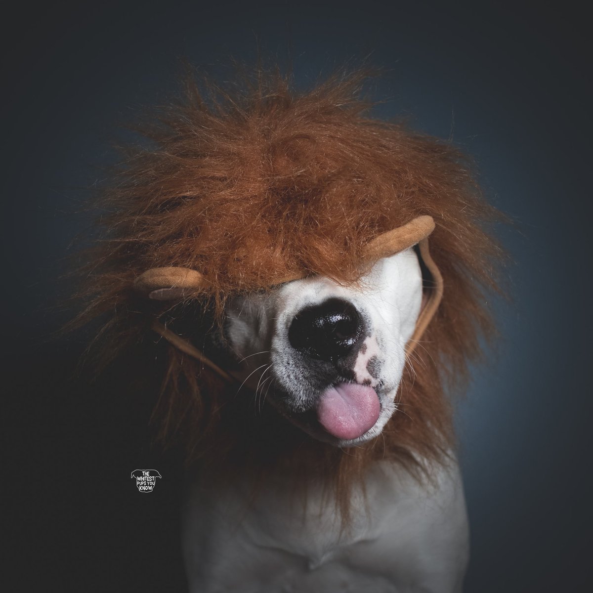 twpyk's tweet photo. When your mom bursts your bubble and tells you that you’re not really a lion, but a really cute dog instead. 🦁 #partypooper #letmeliveindenialplease #rawr https://t.co/TFQxWjgtVy