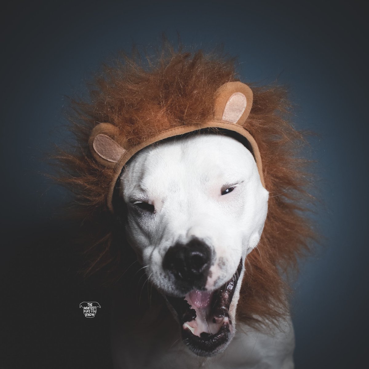 twpyk's tweet photo. When your mom bursts your bubble and tells you that you’re not really a lion, but a really cute dog instead. 🦁 #partypooper #letmeliveindenialplease #rawr https://t.co/TFQxWjgtVy