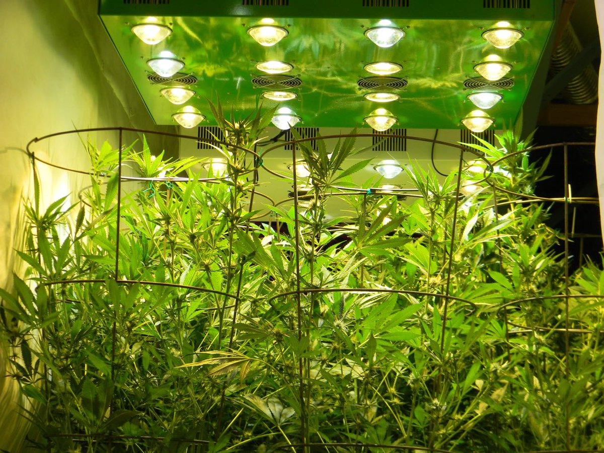 greenfusionled's tweet photo. This the light we've all been waiting for!🥳The new #allinone light from https://t.co/8qEPWLxYOW. Both VEG and FLOWER in the same light. Programable, easy to use AND it WORKS! Come and see the light in our showroom. #bestledgrowlight #growyourown #medicalmarijuana #Medicina https://t.co/0TkAeTrMDn