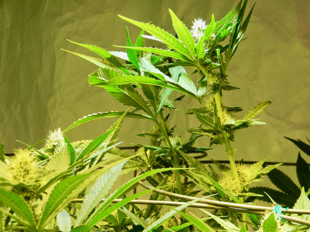 greenfusionled's tweet photo. This the light we've all been waiting for!🥳The new #allinone light from https://t.co/8qEPWLxYOW. Both VEG and FLOWER in the same light. Programable, easy to use AND it WORKS! Come and see the light in our showroom. #bestledgrowlight #growyourown #medicalmarijuana #Medicina https://t.co/0TkAeTrMDn