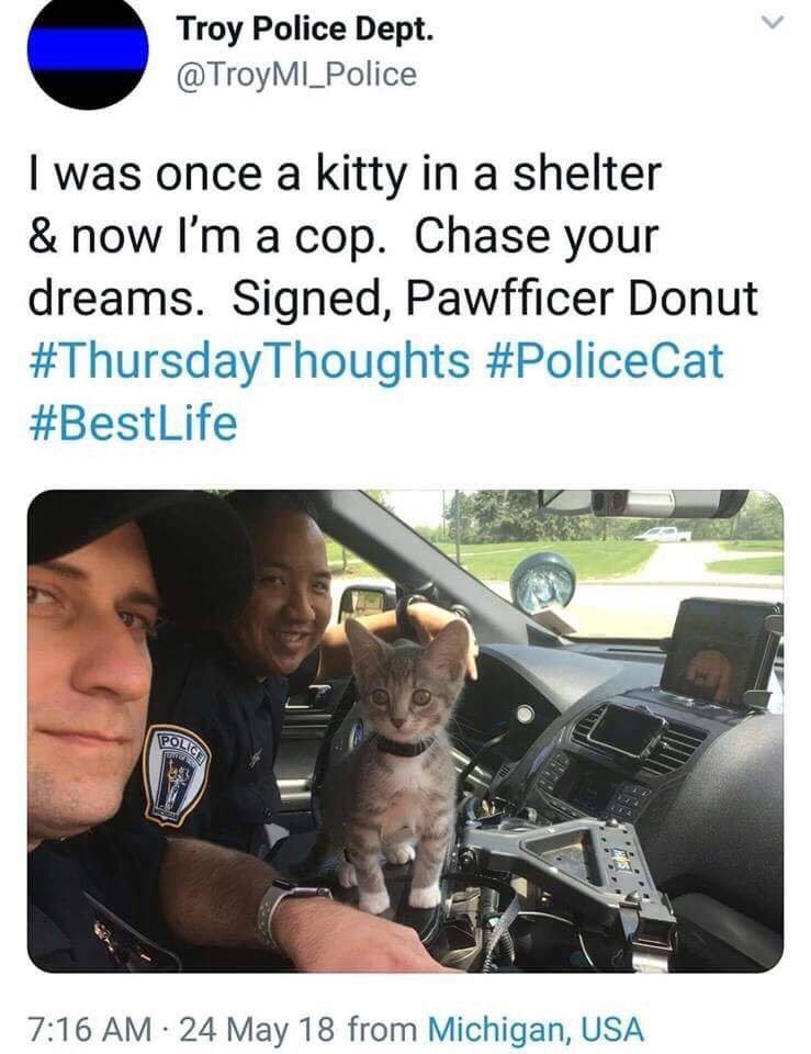 steffiblack1's tweet photo. Super cute!! #kittycat #adorbs #socute #followme #follow #follorforfollow #f4f #l4l #likeforlike #policecat https://t.co/Z2N6TFOIKt