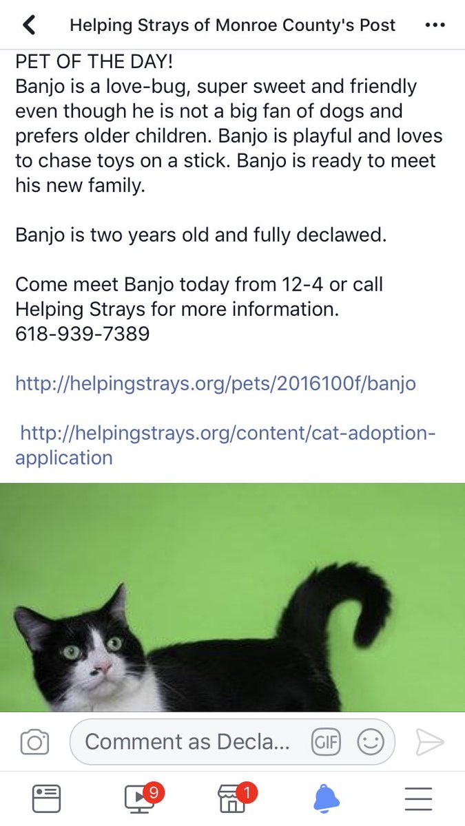 Cindy Shepard On Twitter Columbia Il Bango Is 2 Years Old