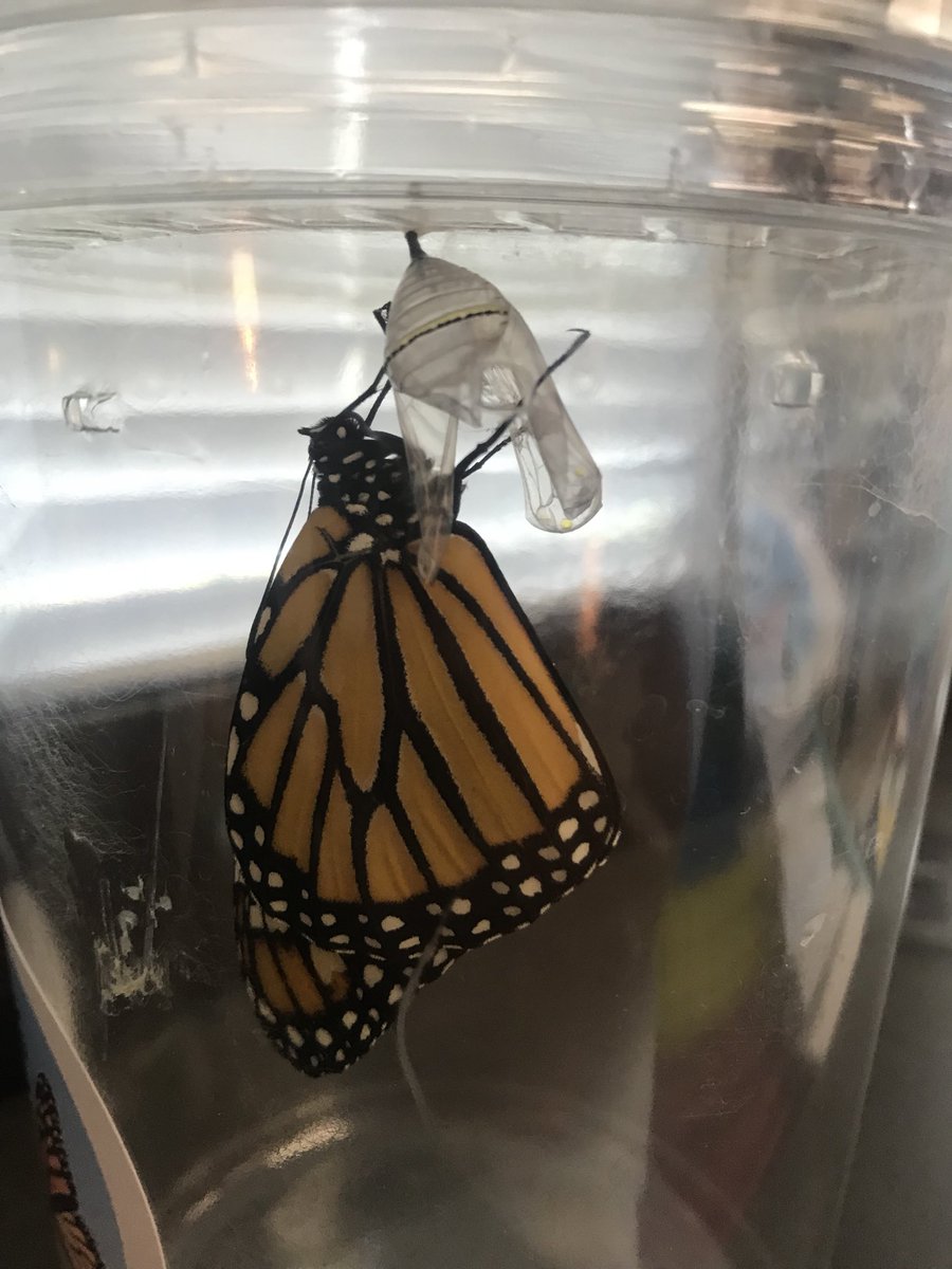 MissHolt95's tweet photo. Learning about Life Cycles in Science has been so fun!! We got to observe the stages daily in our classroom and release our Monarch Butterflies together. Students were so excited to see if there were any changes every day. 🐛🦋 #PrideandTradition https://t.co/7N0w1O6pHi