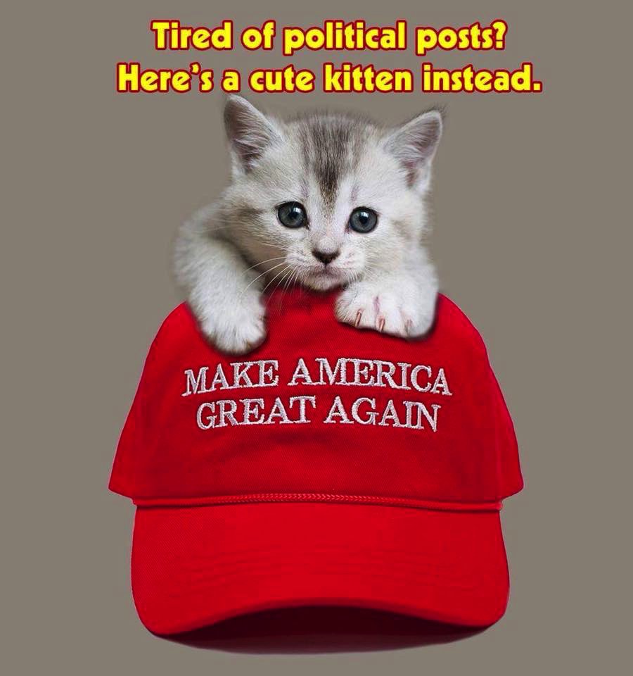 Robbo1992x's tweet photo. #CatRight https://t.co/Lv5uecIhuj