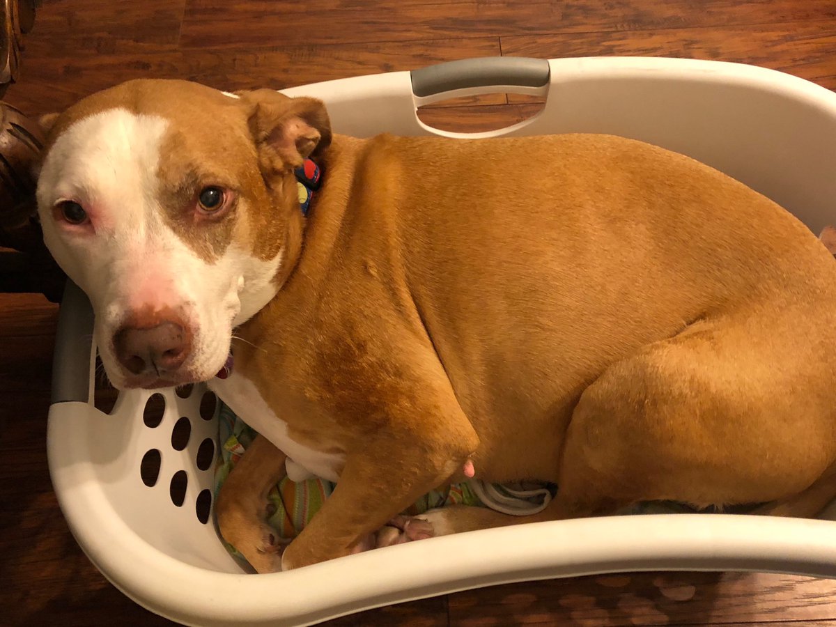 deplorablejada's tweet photo. My basket of ⁦@deplorablejada⁩ 😍🇺🇸🤗💕 https://t.co/8GY8L12EMR