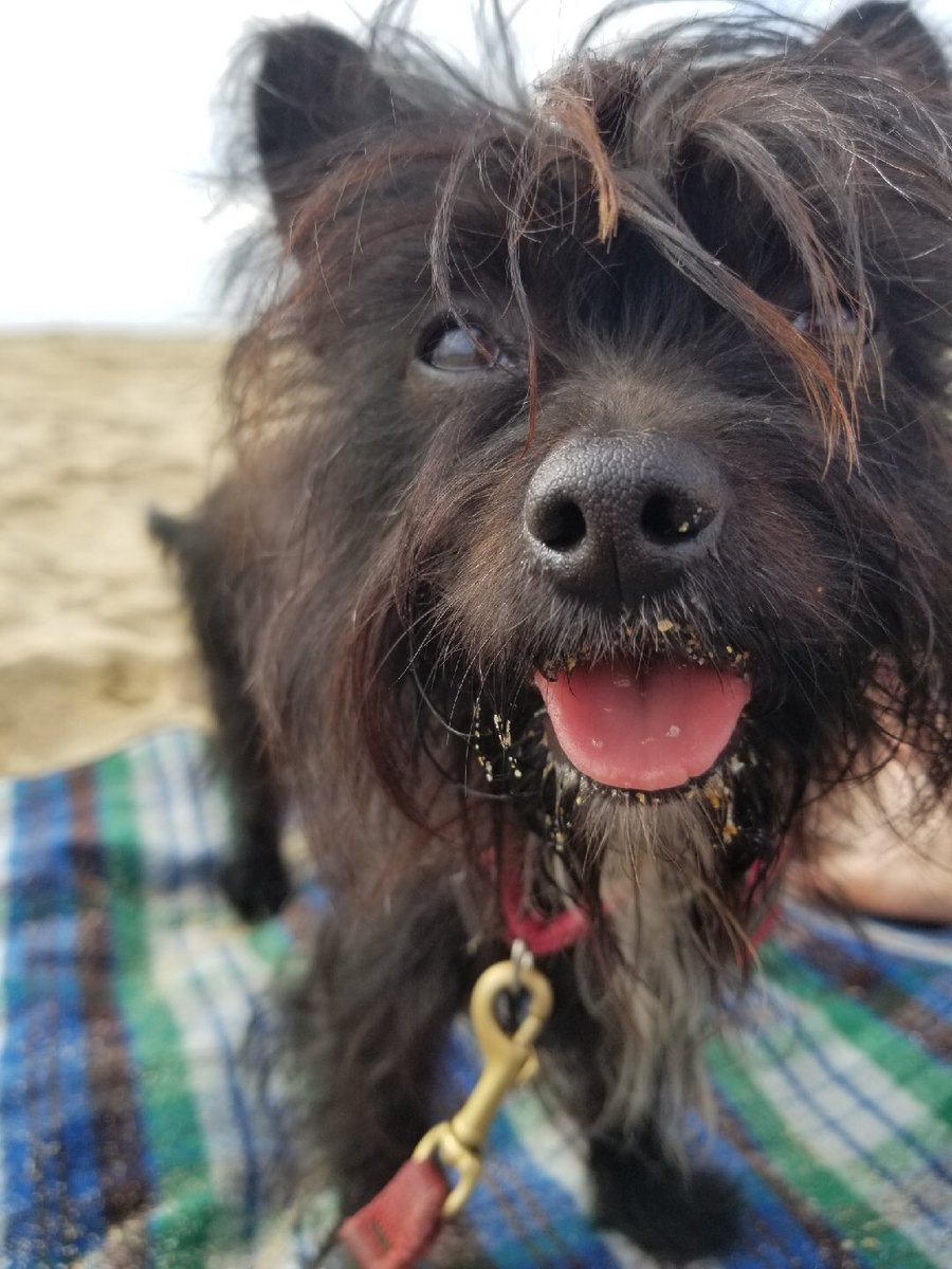 seriouslykyla's tweet photo. Speaking of great pics, this is from today & making me oh-so-happy. π my Vinnie. #Dogs of @Dreamforce #DogsofSanFrancisco #BeachFace https://t.co/GoCqlBt1bd
