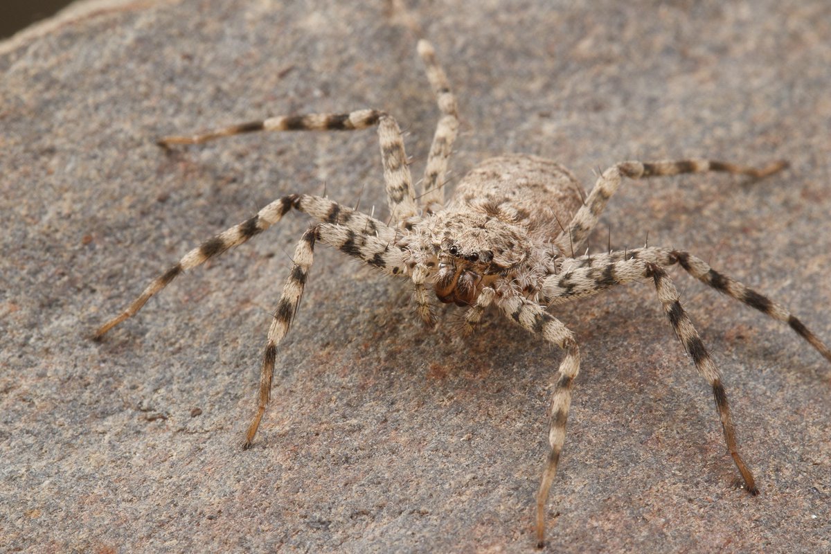 Another Texan, this is a 'flattie' (Family Selenopidae) we found in west Texas
#Arachtober