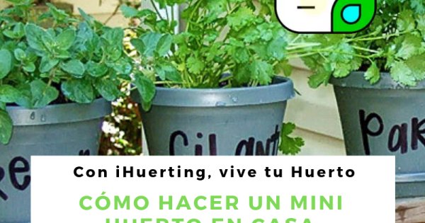 iHuerting's tweet photo. Cómo hacer un mini huerto en casa paso a paso https://t.co/aYqkTVJkcP #iHuerting #vivetuhuerto https://t.co/oTbcKfahG6