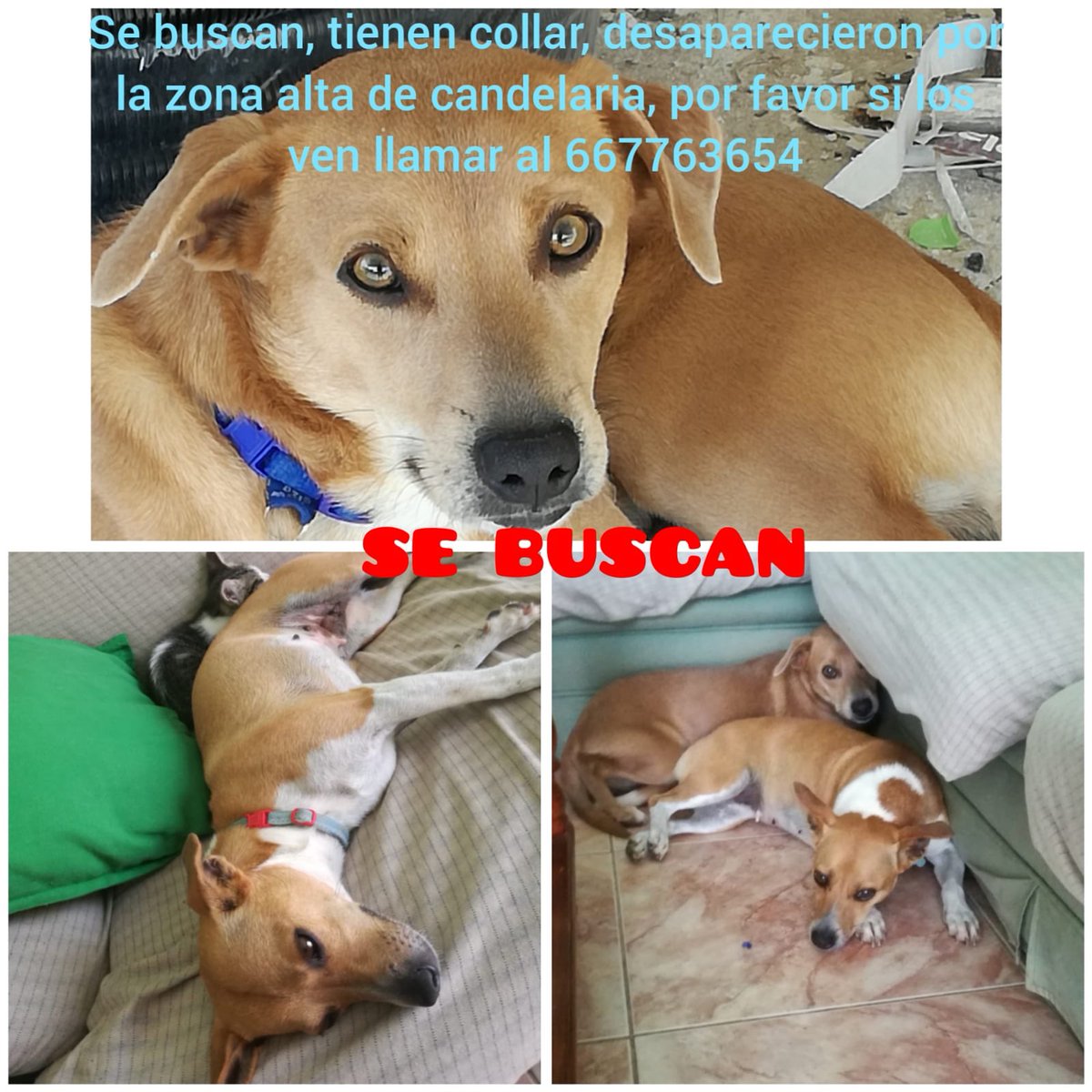 Se han escapado juntos😪
Escuchar a su familia nos💔 #Layca y #Budy 🐾
Desaparecieron en #Candelaria 
Les buscan desesperados
Lo son todo para su pequeña mami 🎀👧
Por favor si alguien les ve🙏📣👮‍♀️local de Candelaria o directamente al ☎️que aparece en la foto 
#Tenerife