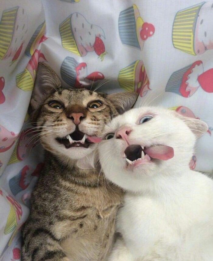 Pp couple kucing lucu