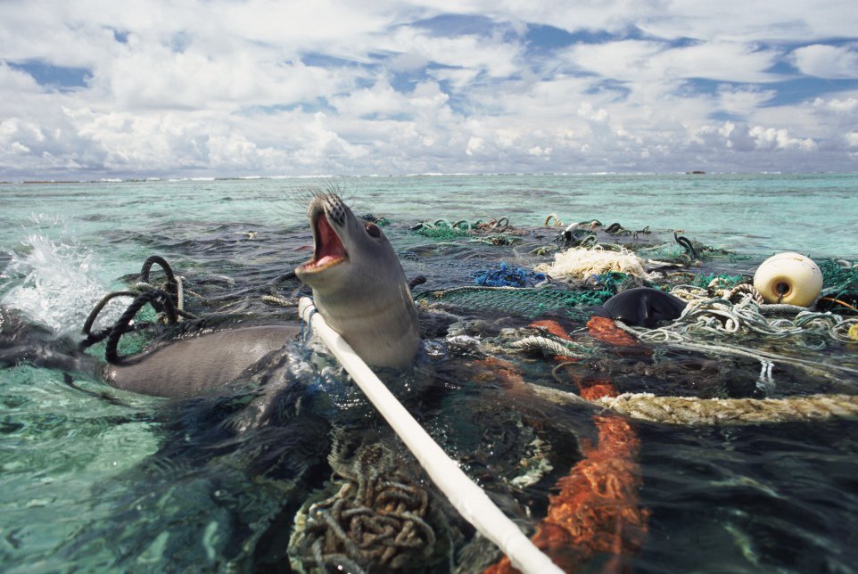 Commercial fishing gear makes up nearly half of all marine plastic pollution. If we're going to #TurnOffThePlasticTap we need to stop eating fish. #overfishing #DrowningInPlastic