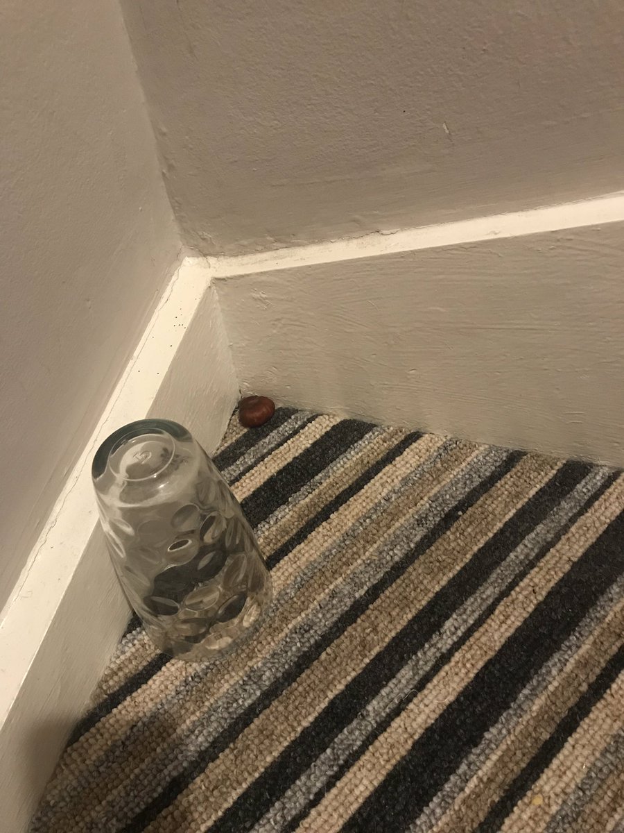 NikkiYeo's tweet image. Oh the irony of the conker and the spider 🕷! Obviously they don’t care about the smell of conkers at all! 😬#eightlegs#waytoobig#spiderseason