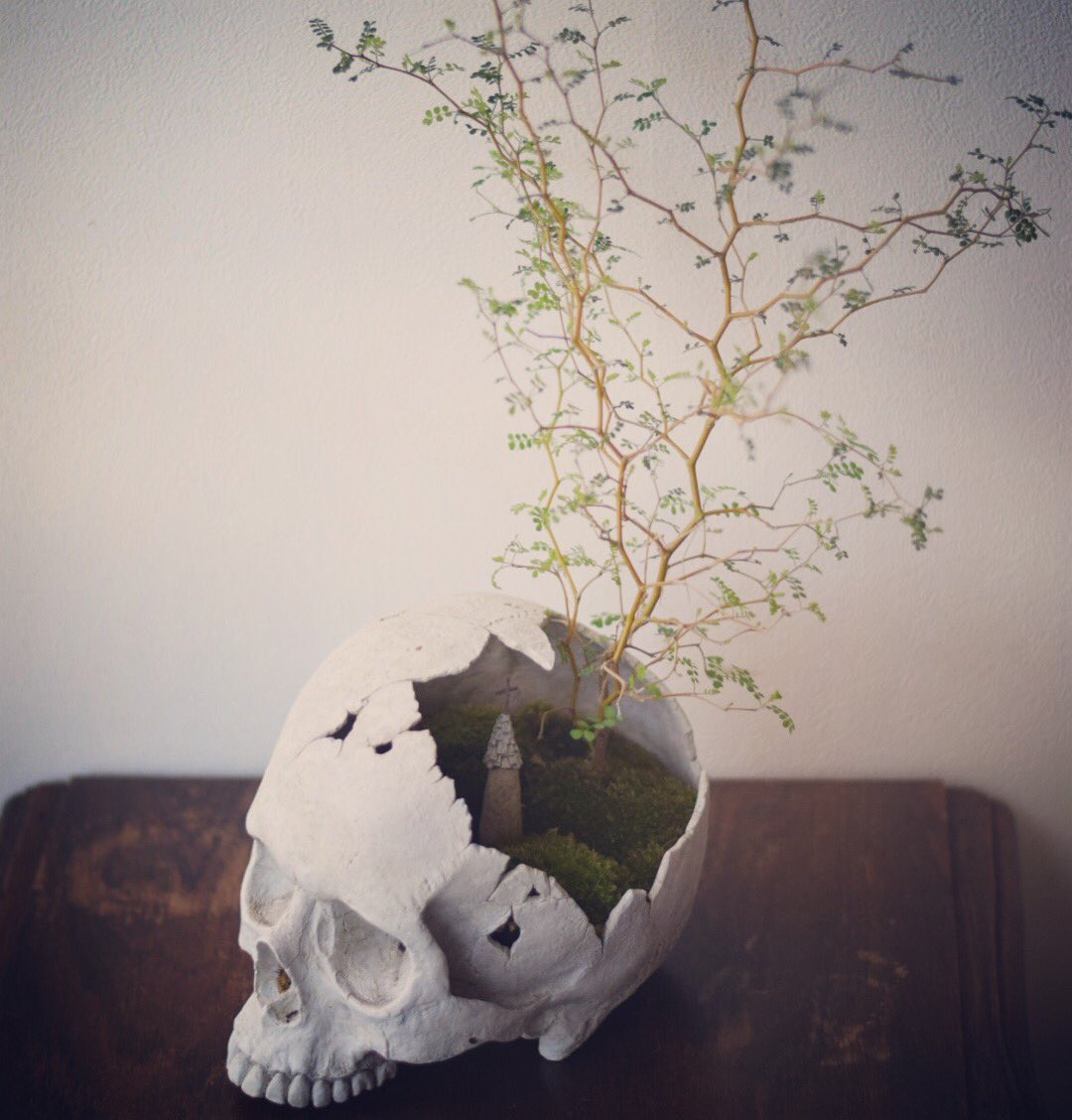 echidnaearth's tweet photo. Sophora temporarily planted in his head, "Well! Why are you planting in places!"
Is it from stress? In case
Although I lost my leaves and I was not fine
Recently released new shoots and resurrected
It seems to have completely opened up. In case
It is very beautiful ('∇ `) #Moss https://t.co/61VXFM53rx