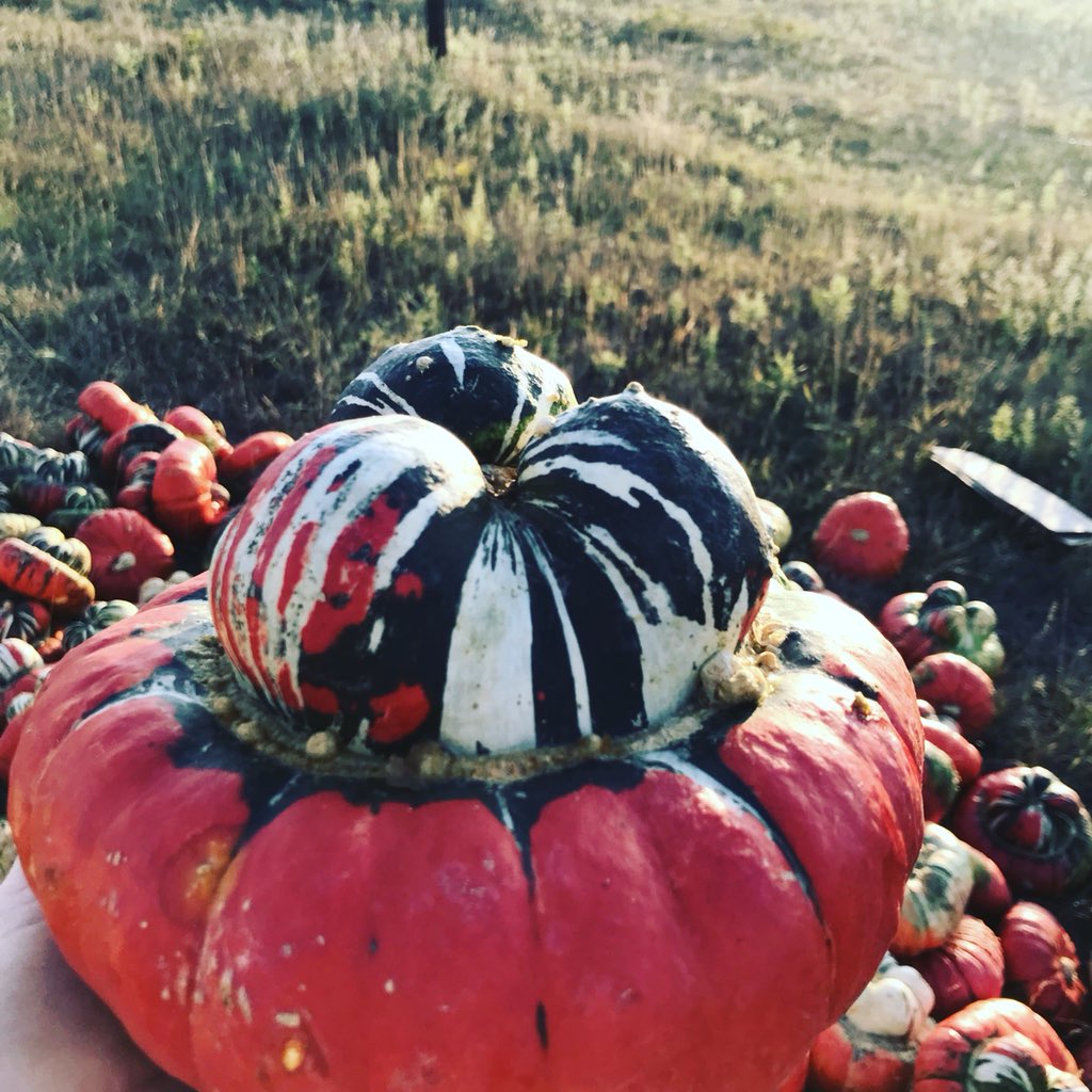 BellwetherBarn's tweet photo. Pumpkin with attitude!  #fallblast https://t.co/8FHwWBJ2M8