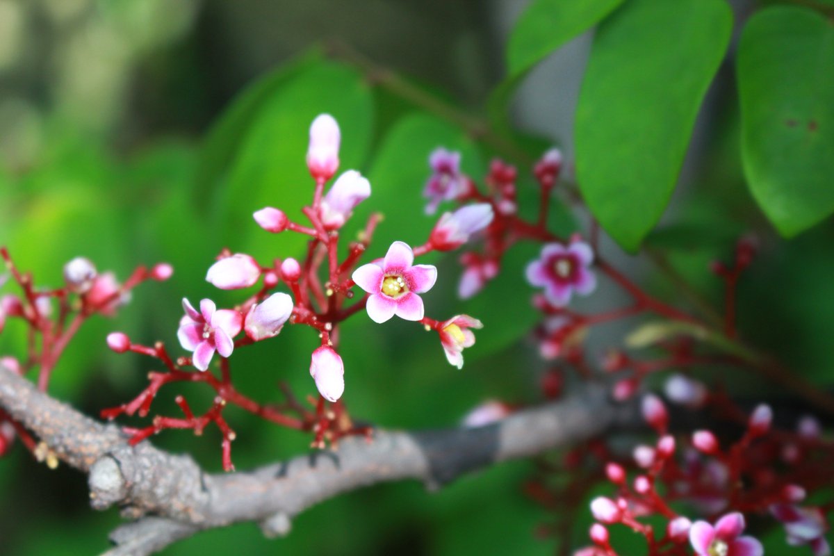 咲くやこの花館 熱帯花木室で ゴレンシ の花 がみられます 1cmほどの小ささですが ぜひ近付いて見ていただきたい かわいらしさ 花の後には なんと星形の果実 ができ 別名スターフルーツとも呼ばれます 花から実まで 成長をお楽しみに 咲くや