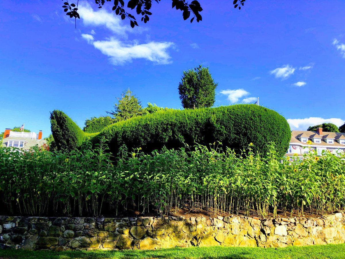 sailhigher's tweet image. The Whale