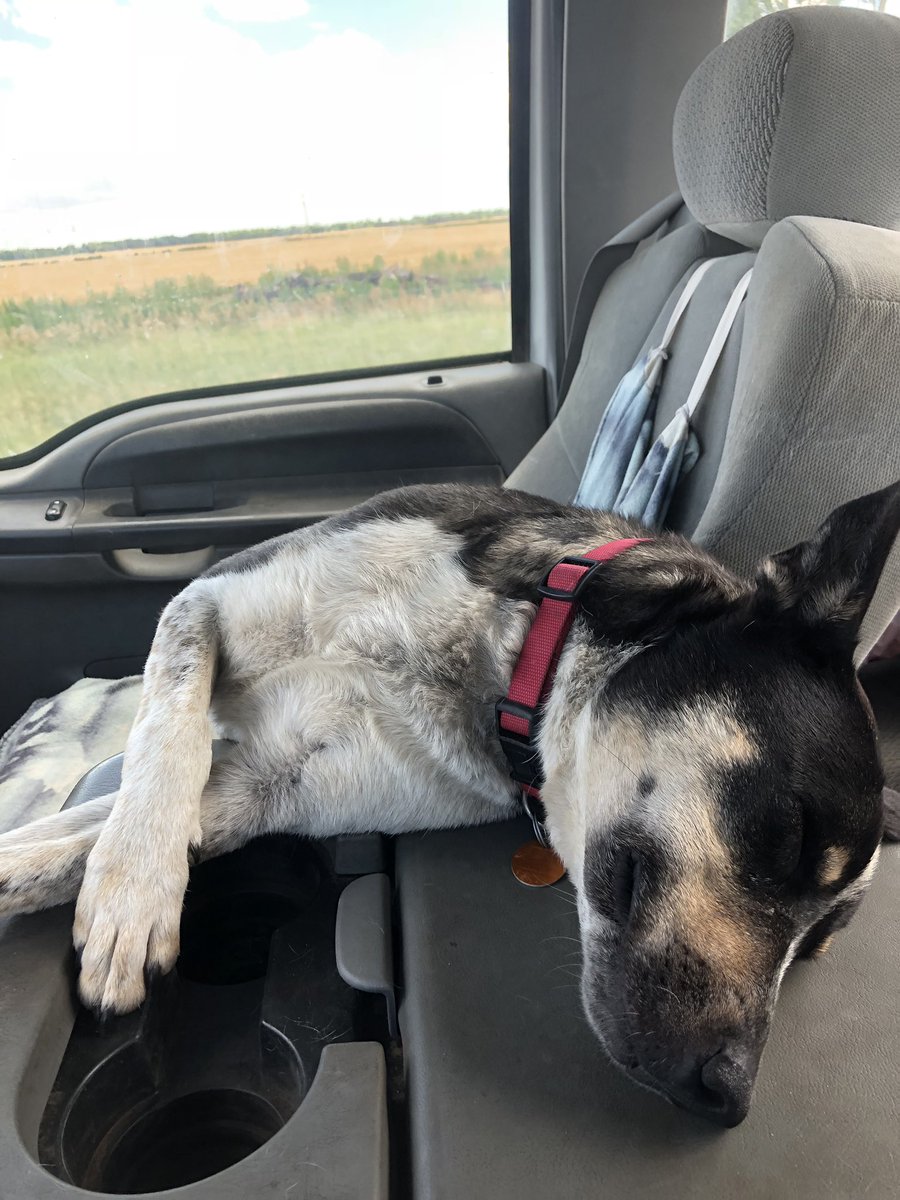 How is a sleeping passenger supposed to open gates for the driver?  😂 #lovemydog #cowdog #Goodcompany #Hardwork