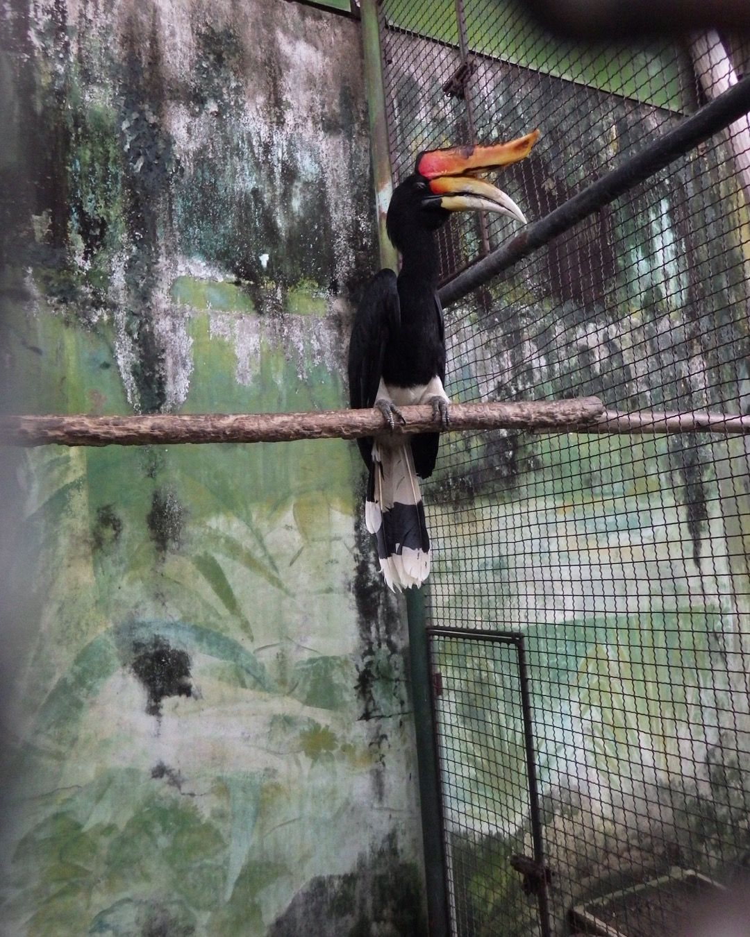 Biome バイオーム 公式 ツノサイチョウ 子育ての期間中は オスはメスや子供に餌を運びます 鳥 Bird 動物 Animal パーター動物園 Pata Zoo タイ Thailand T Co Ov5vqecufi Twitter