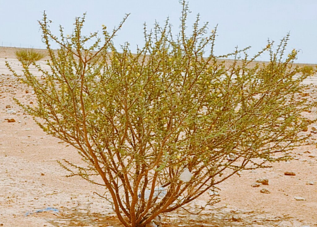 alhawasnah_sci's tweet photo. من نباتات #وادي_الحواسنة

(4)شجرةالسَّلَم

يوجد موقع في الوادي باسم  #ظهرة_السَّلَم كان قديما يشتهر بهذه الشجرة

■السَّلَم أو السنط(الاسم العلميAcacia ehrenbergiana)
■شجرة صحراويةشوكيةطويلة
■تنمو في المنخفضات والأودية
■يصل ارتفاعها5.5 م وغالبا تكون متعددة الجذوع ولونها بني. https://t.co/A1t1ykduTD