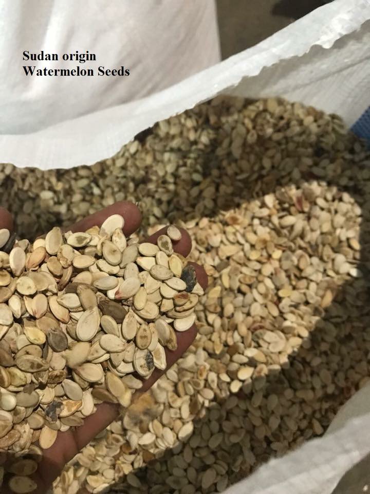 vibgyorteam's tweet photo. Sudan Origin Watermelon Seeds
#sudanimport
#agriproductimport
#watermelonseed
#kathiyawadi
#vibgyorteam
Email:- oilseeds@vibgyorteam.com
Call:- +91 9879540080 https://t.co/1Qki79GVCA