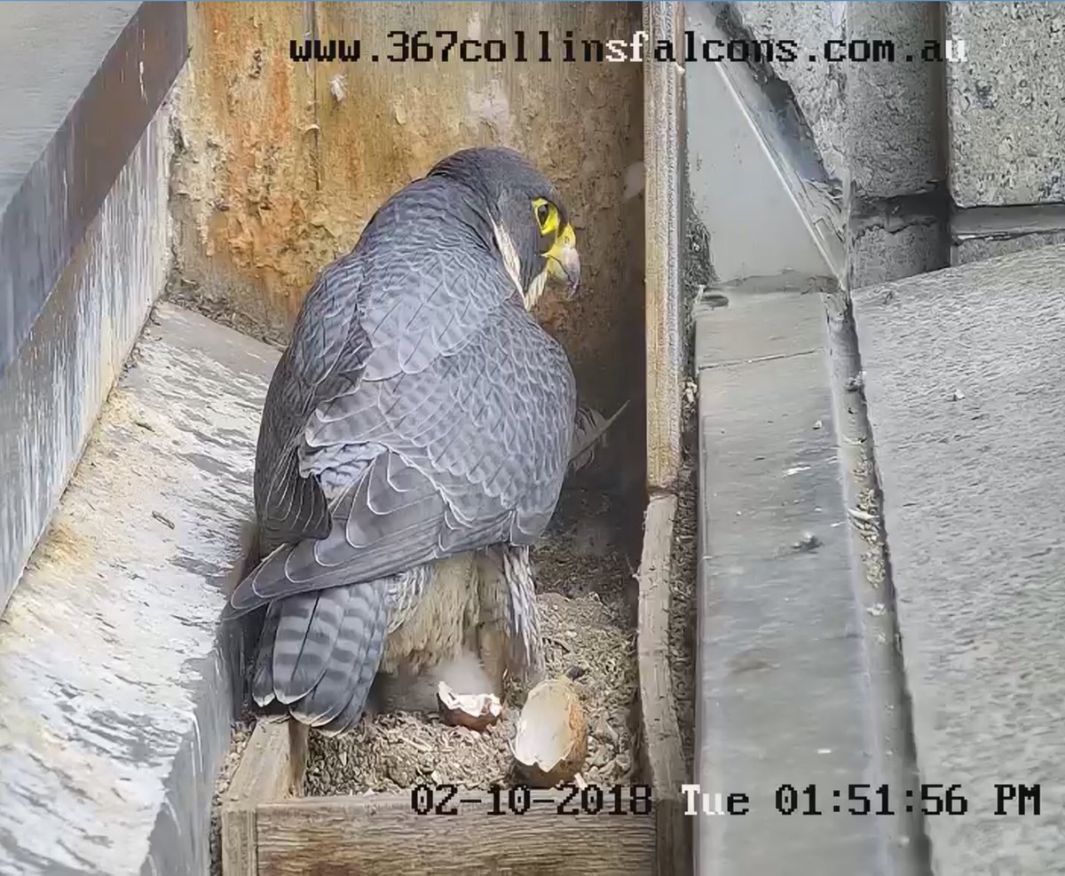 Sarah Clarke On Twitter Were Welcoming Three Rare