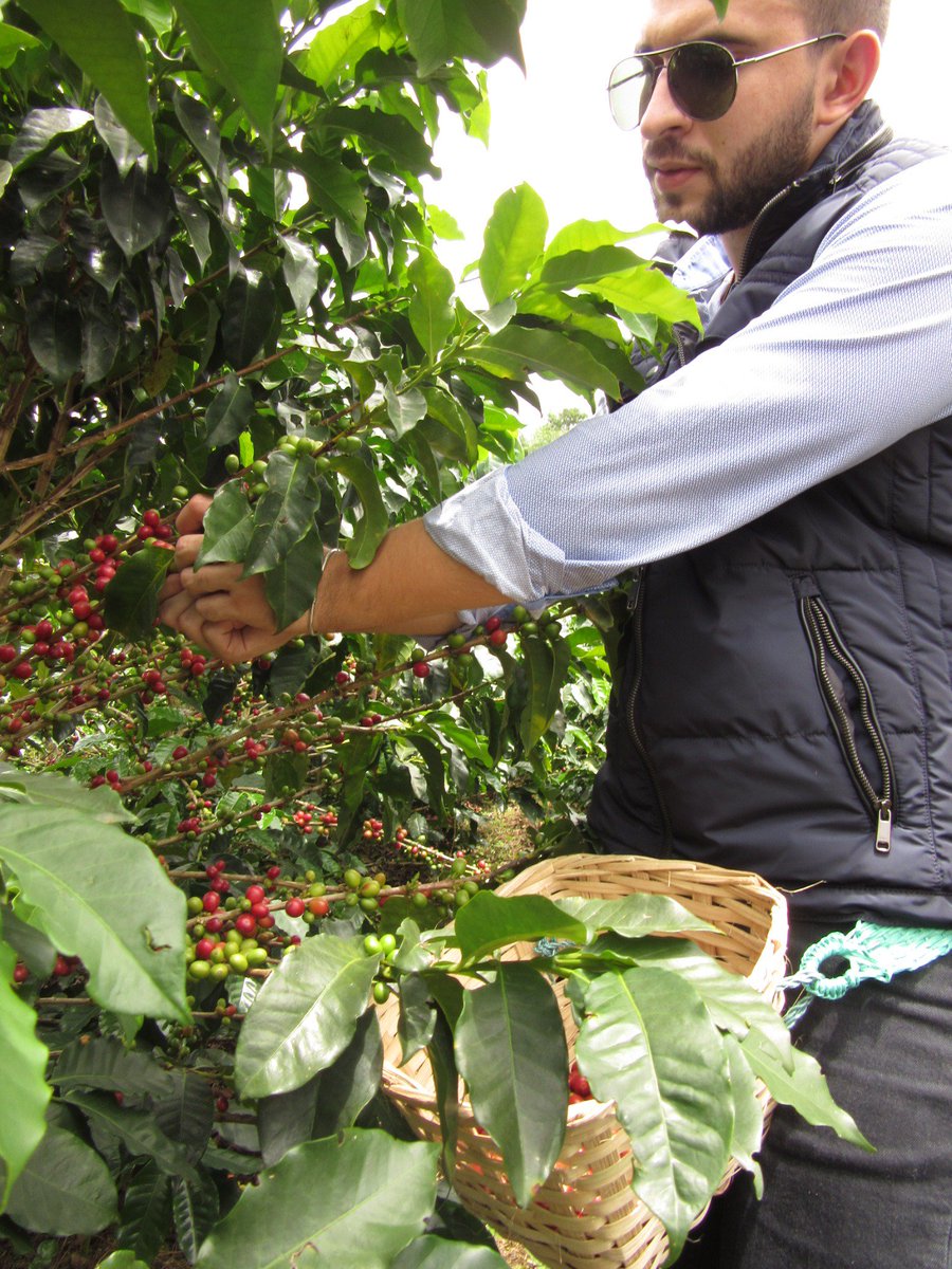 JoseCaballero07's tweet photo. Visitando los cafetales de Risaralda https://t.co/tn7ec9stEx