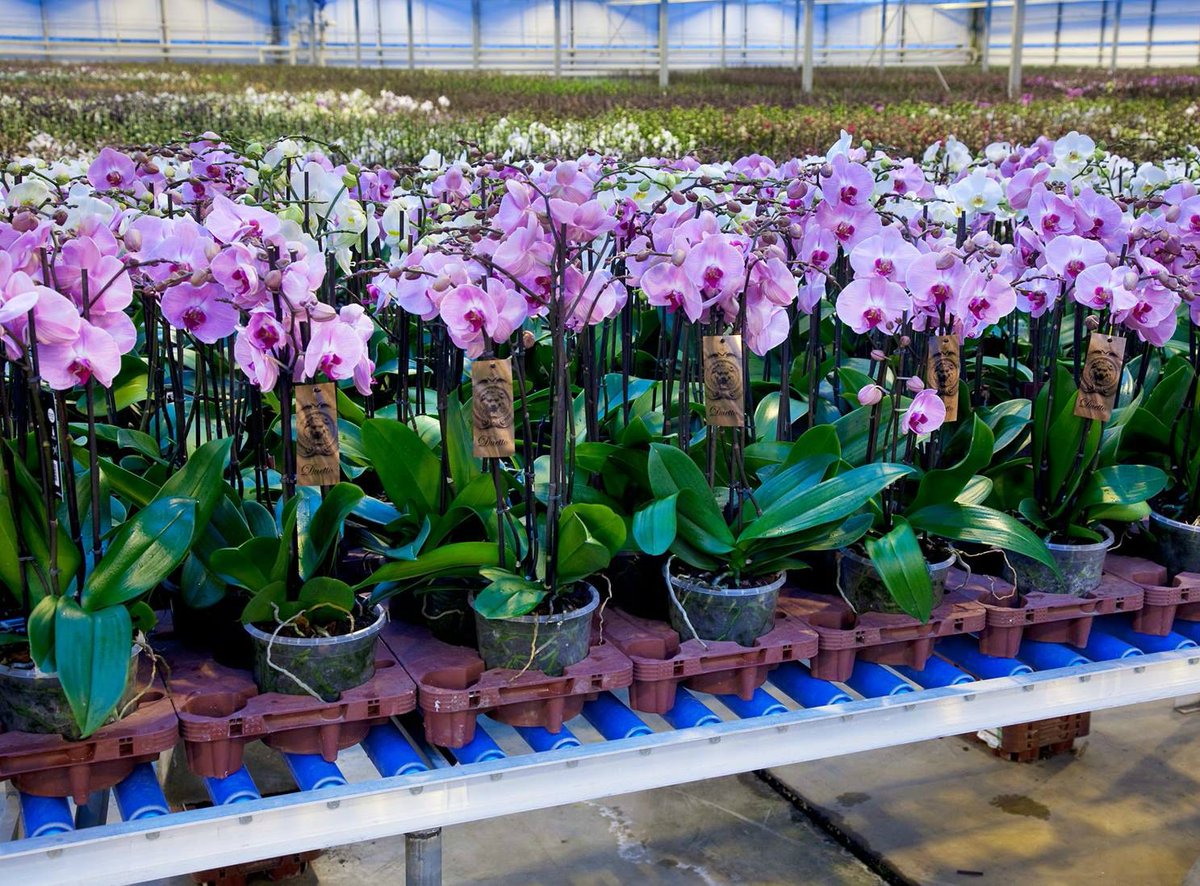 Westlandwerk.nl tweet media