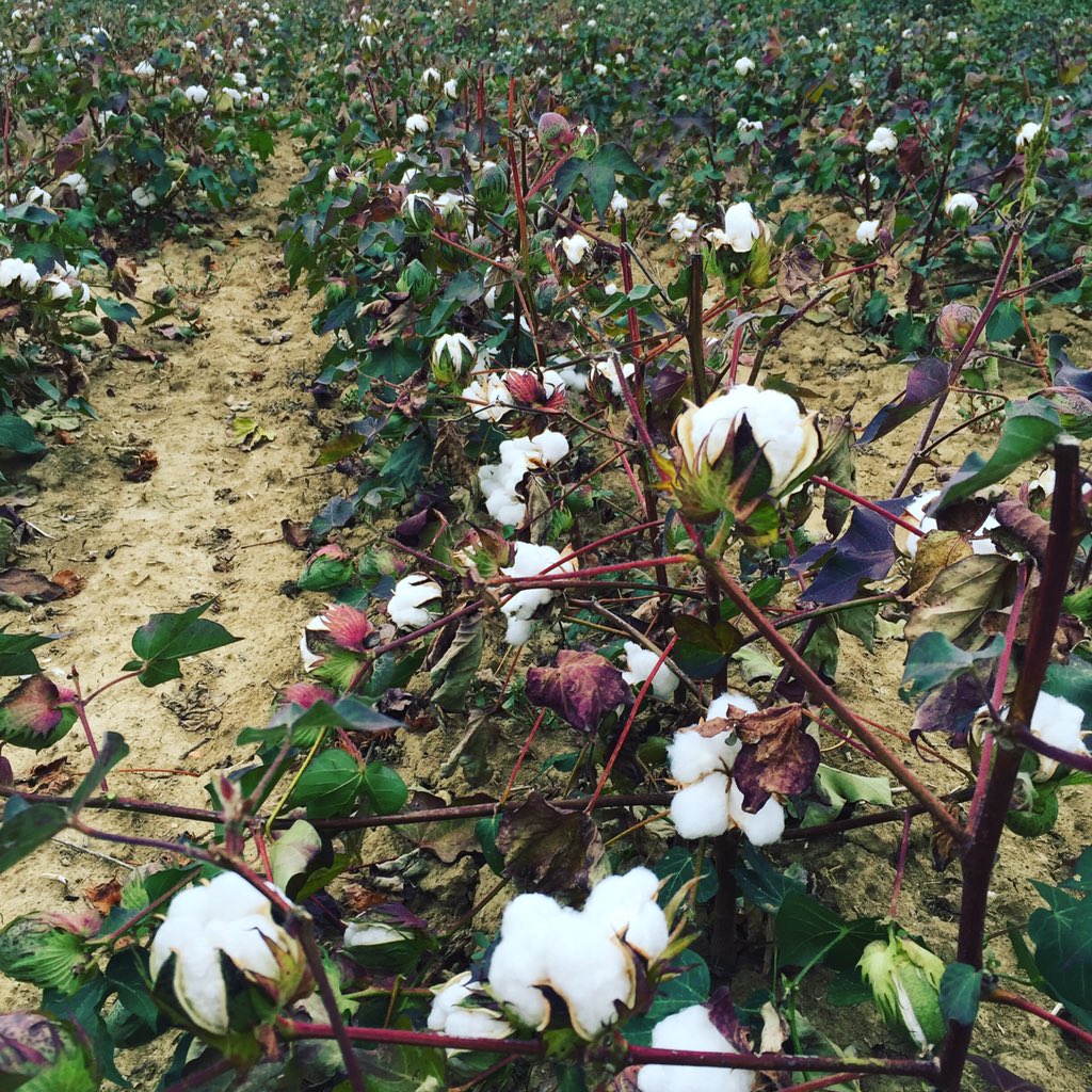 JeanFil4's tweet image. Il y a quelques mois, nous semions nos 4 hectares de coton sur notre parcelle de Montréal dans le Gers. Le printemps pluvieux nous a fait douter mais voici le résultat à une dixaine de jours de la récolte. Merci à tous pour votre soutien. Samuel, Médéric et Yohan. #MadeinFrance