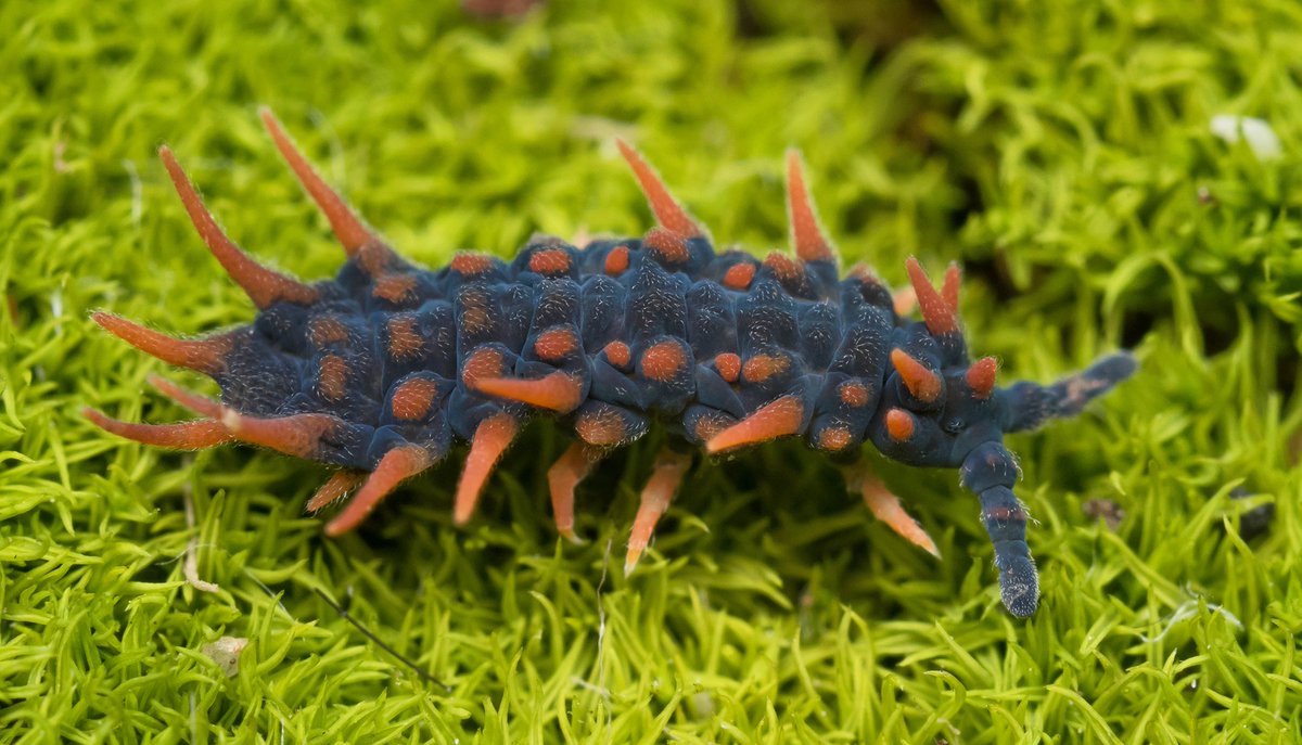 schubertspiders's tweet photo. Acanthanura sp., a beautiful Dragon Springtail I photographed in the Dandenong Ranges. https://t.co/Gyu6I8wFm0