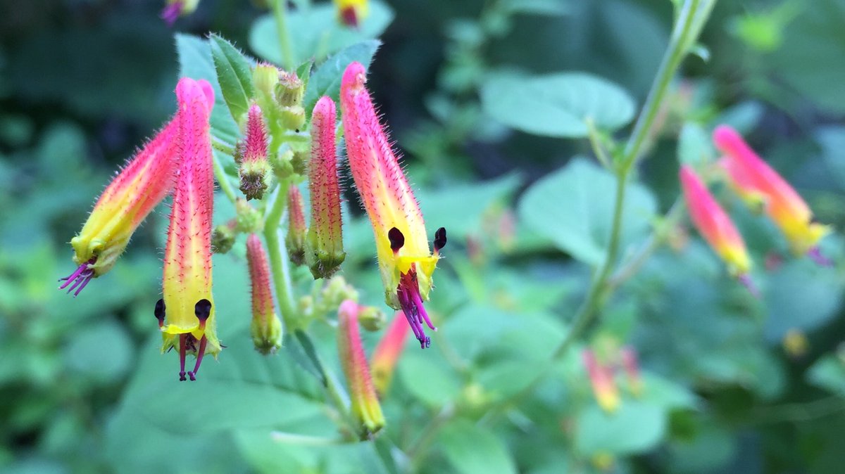 Feldbotanik's tweet photo. Hab grad die herzigste #Blume des @ZHAW Campus #Grüental in #Wädenswil gefunden! 😍
Die Familie erkannte ich dank dem für #Lythraceae typischen verlängerten Achsenbecher (#Hypanthium), dann war mein Latein am Ende. Eine Gärtnerin wusste den Namen: Es ist eine #Cuphea!
#CuteFlower https://t.co/xKZMaSTH1a